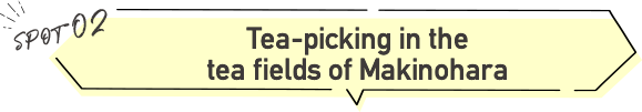 Tea-picking in the tea fields of Makinohara