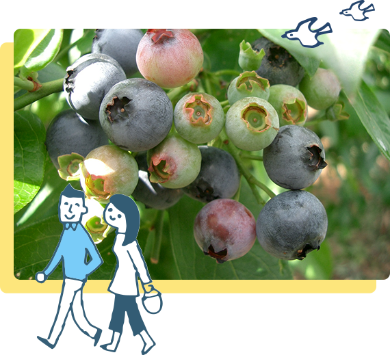 Blueberry no Sato Discover 40 different types of blueberries