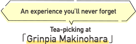 Tea-picking at Grinpia Makinohara An experience you’ll never forget