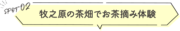 牧之原の茶畑でお茶摘み体験