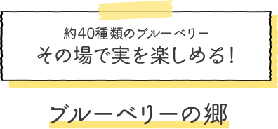 約40種類のブルーベリーその場で実を楽しめる！ブルーベリーの郷