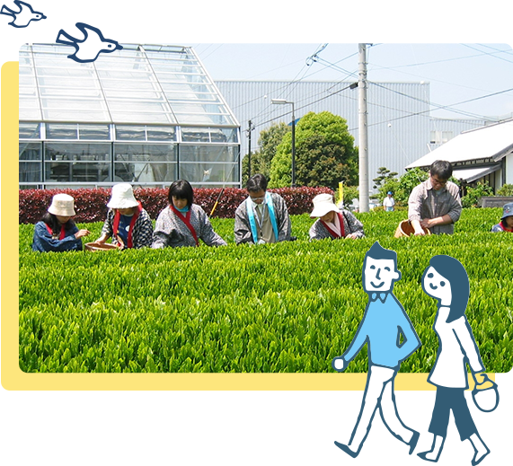 旅の思い出に！茶摘み体験グリンピア牧之原