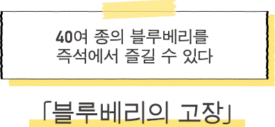 ·블루베리의 고장 40여 종의 블루베리를 즉석에서 즐길 수 있다