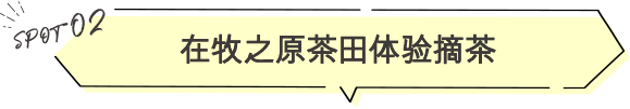 在牧之原茶田体验摘茶