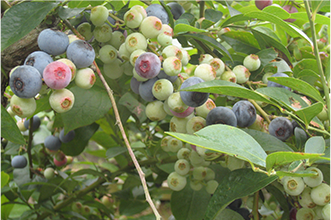 菊川市のトップ画像（左下）
