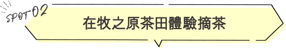 在牧之原的茶田體驗採茶